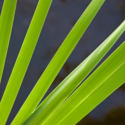 green leaves of sedge cane