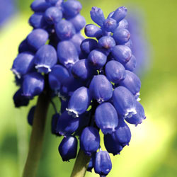 hyacinth_250x250