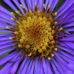 wildflowers_1