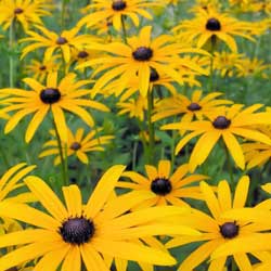 wildflowers_3