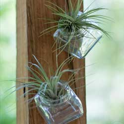 tillandsias_1